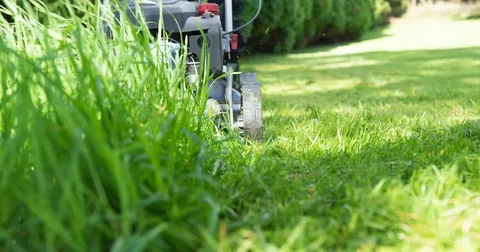 grass cutter for lawn maintenance